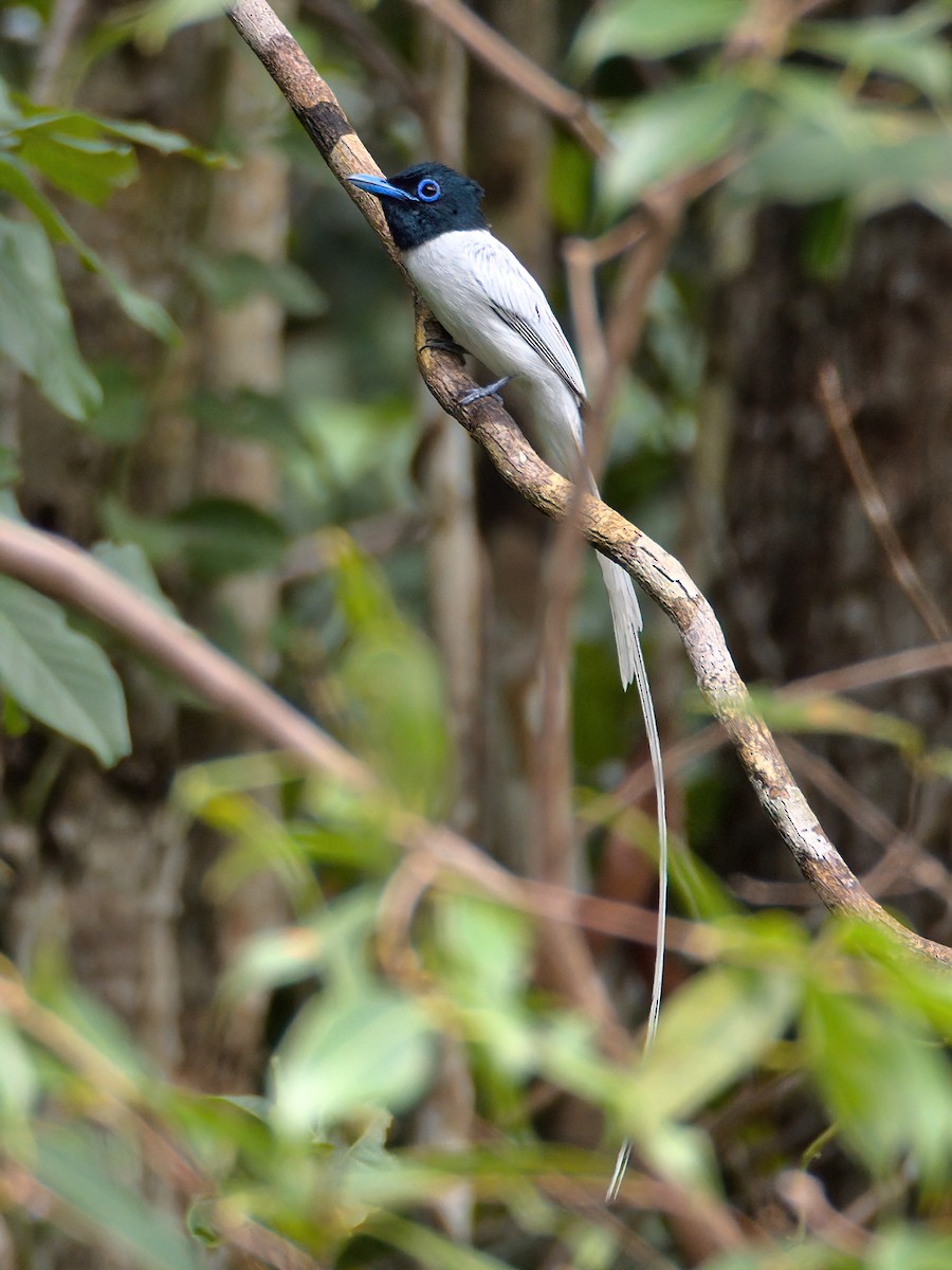 Blyth's Paradise-Flycatcher - Kittakorn Inpang