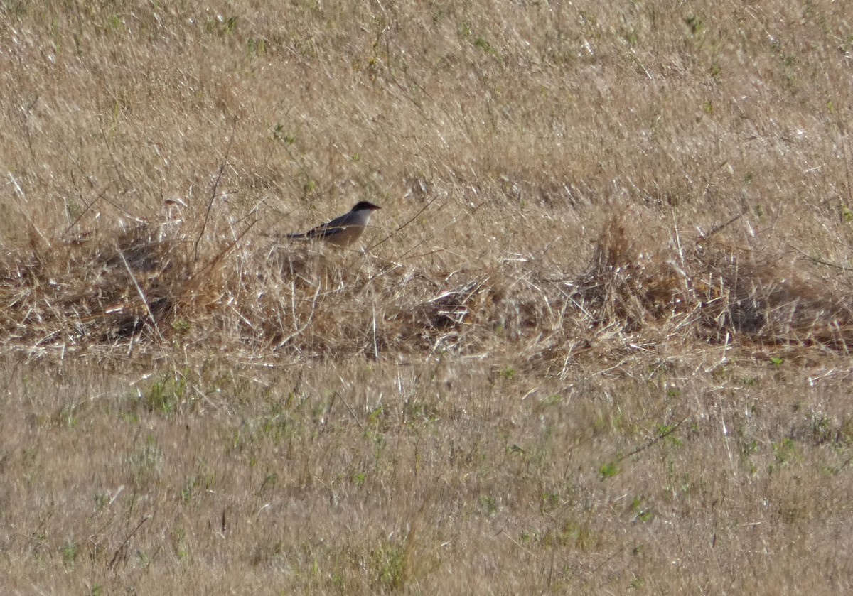 Iberian Magpie - ML348849201