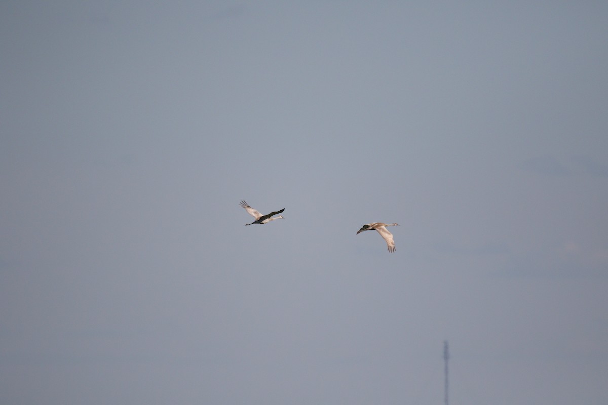Sandhill Crane - ML348850611
