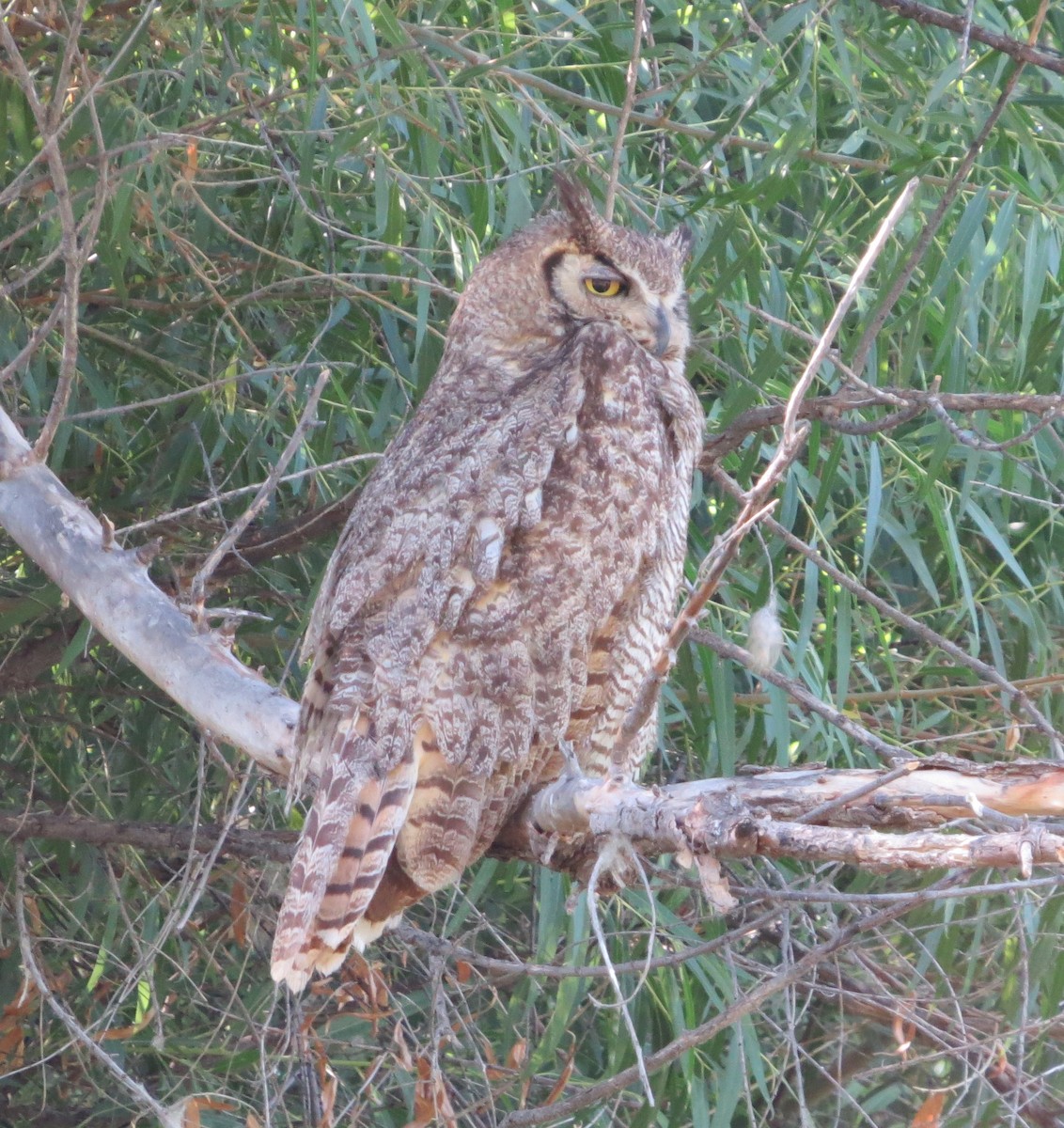 Great Horned Owl - ML348850651