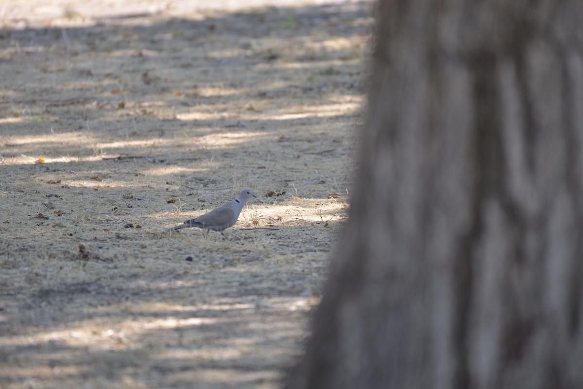 Eurasian Collared-Dove - ML34885341