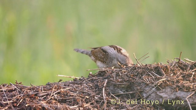 Eurasian Wryneck - ML348854031