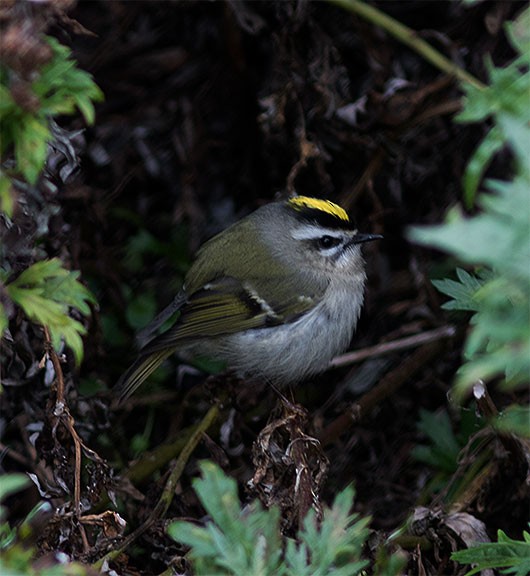Golden-crowned Kinglet - ML34885611