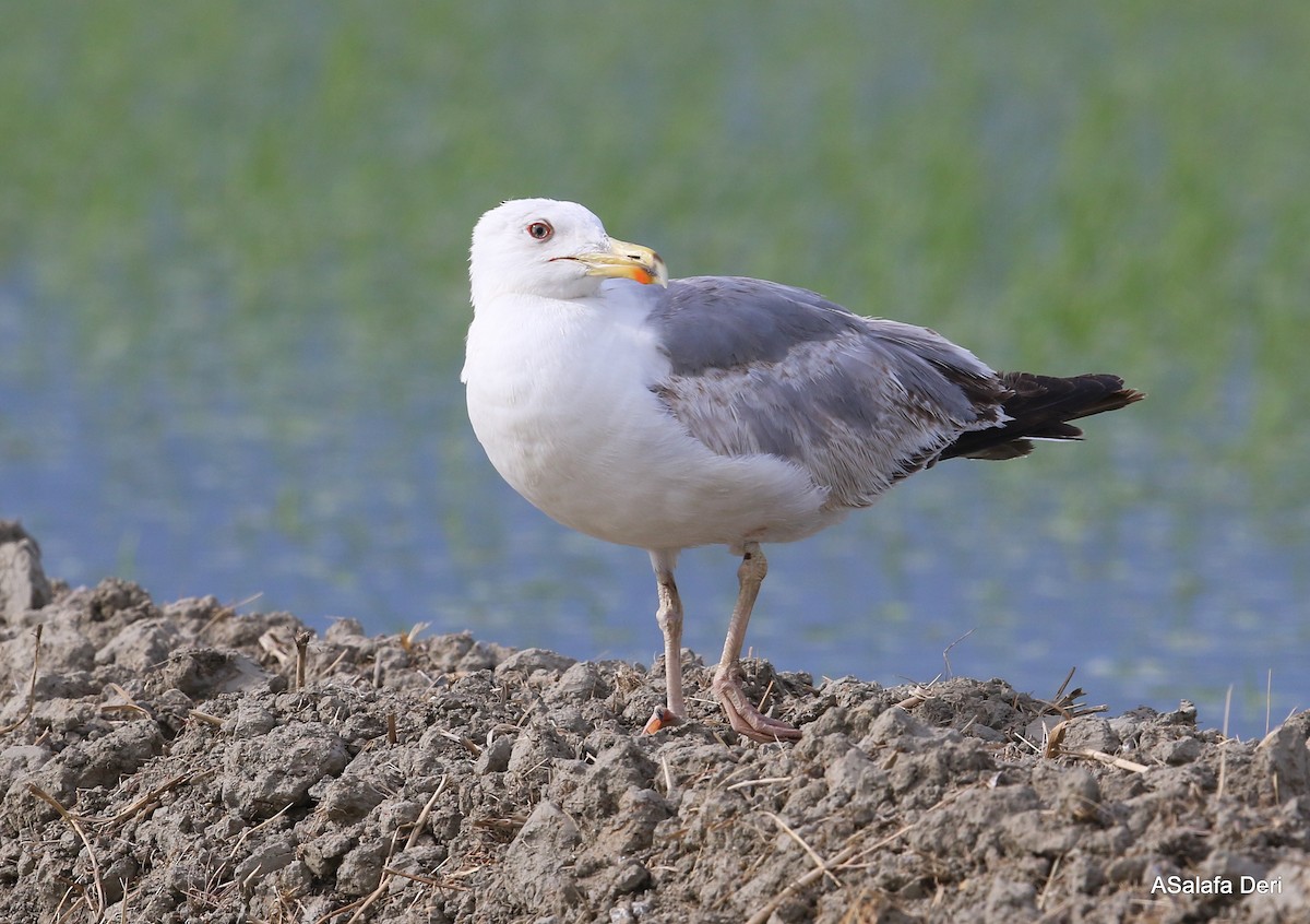 Yellow-legged Gull (michahellis) - Fanis Theofanopoulos (ASalafa Deri)