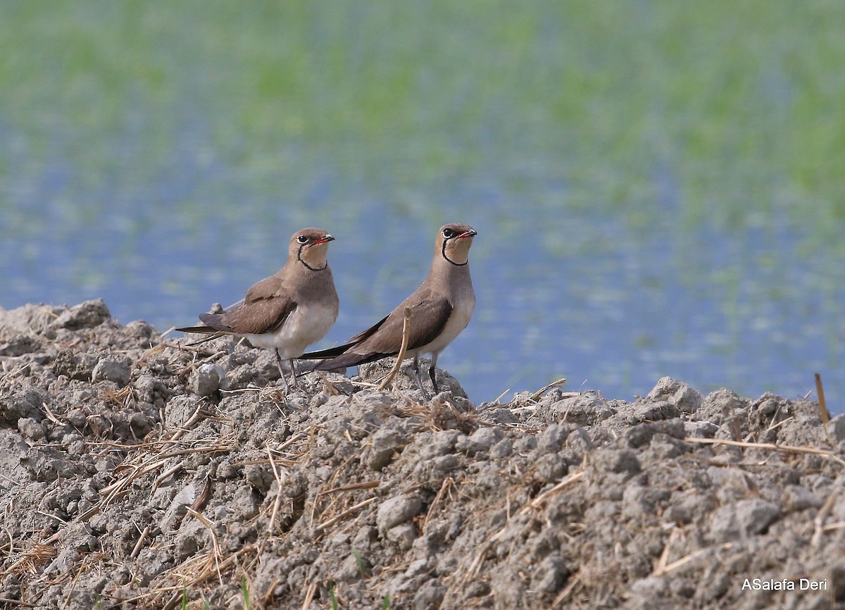 Collared Pratincole - ML348856891