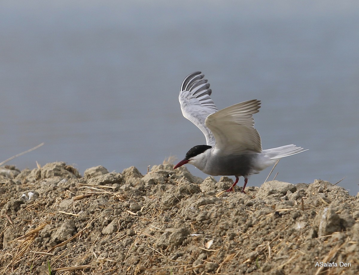 Whiskered Tern - ML348857011