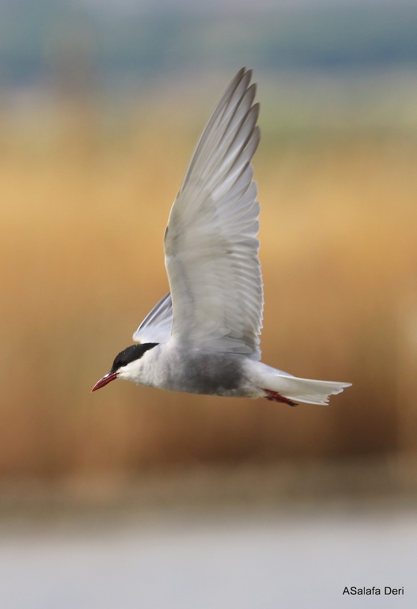 Whiskered Tern - ML348857021