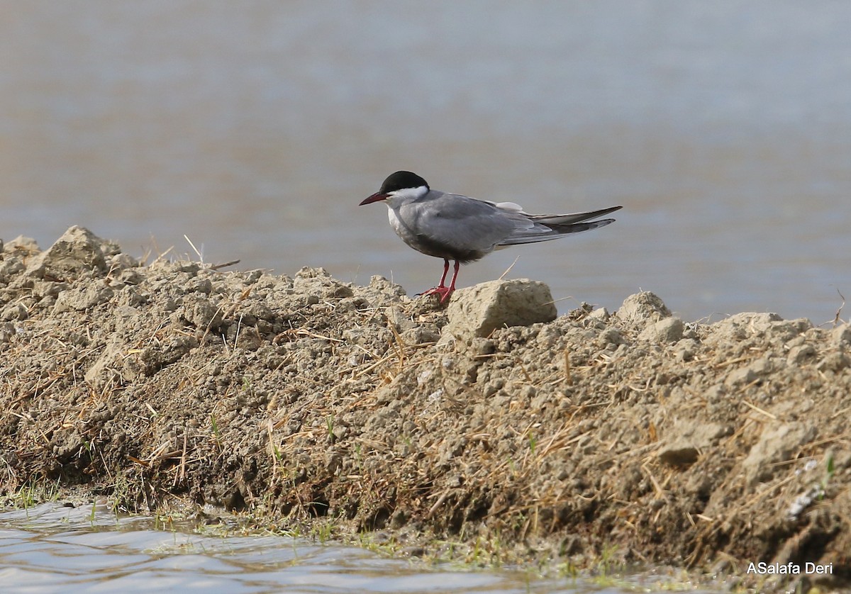 Whiskered Tern - ML348857031