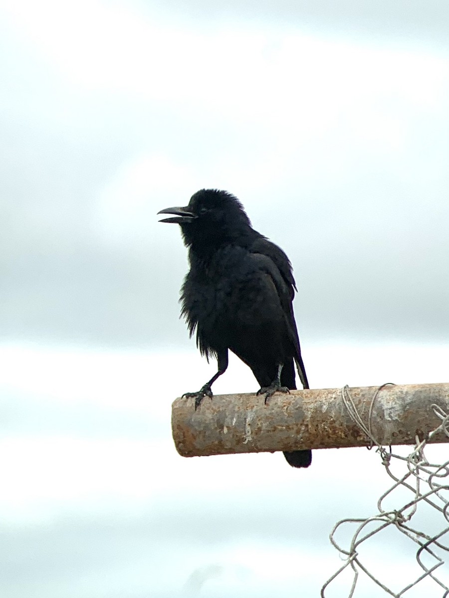 Tamaulipas Crow - ML348858861