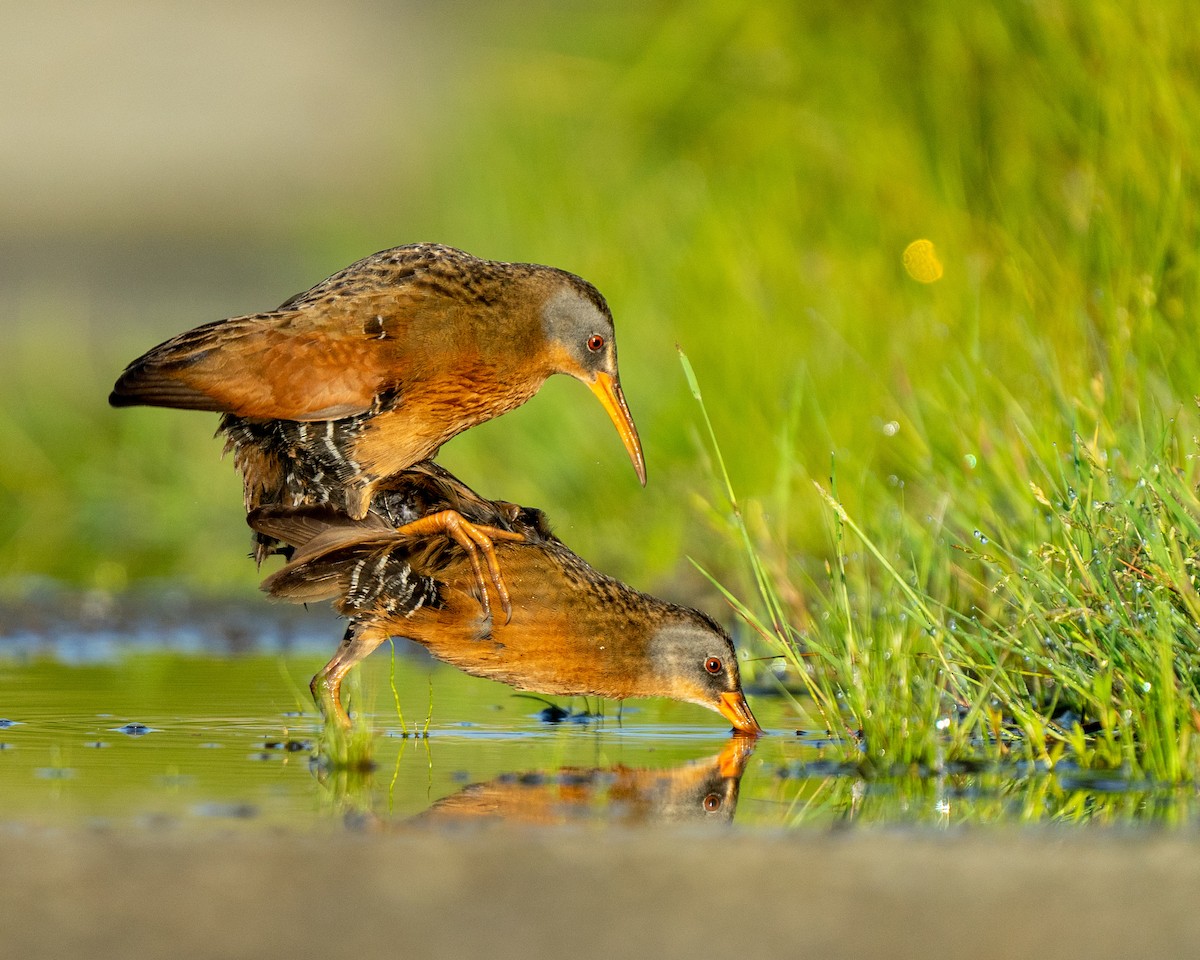 Virginia Rail - ML348859461