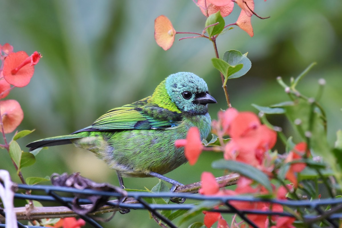 Green-headed Tanager - ML348859561