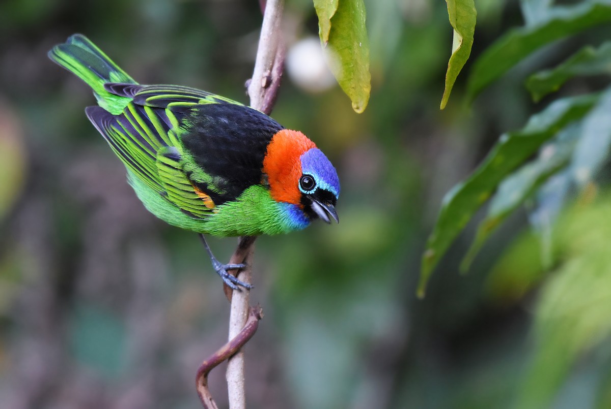 Red-necked Tanager - ML348859571