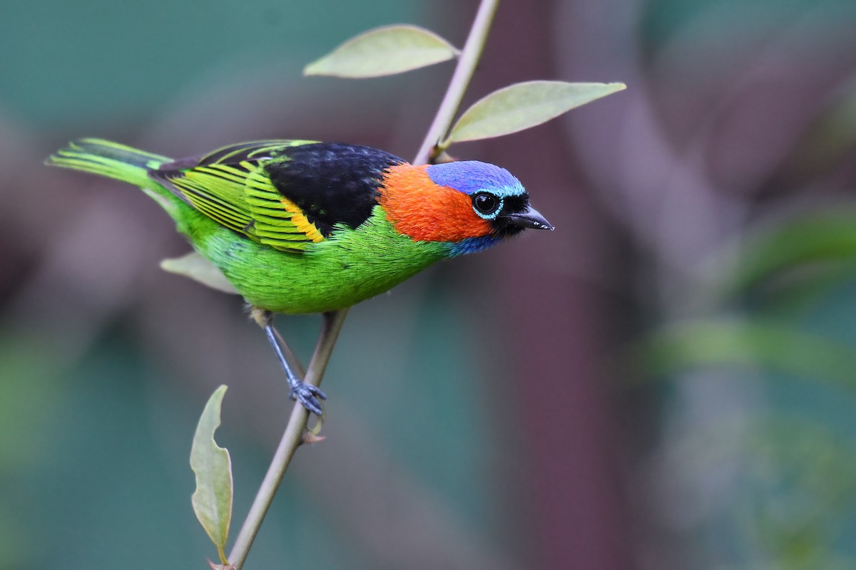 Red-necked Tanager - ML348859611