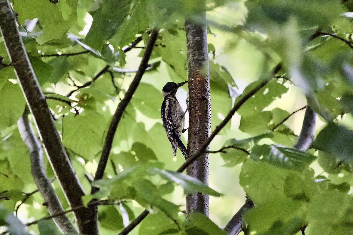 Yellow-bellied Sapsucker - ML348860291