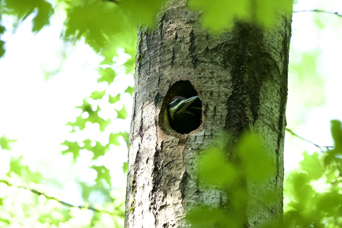 Pileated Woodpecker - ML348860331