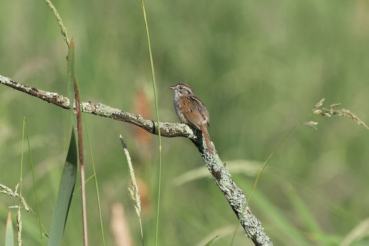 Swamp Sparrow - ML348860391