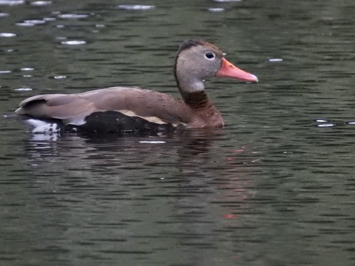 Dendrocygne à ventre noir - ML348860781