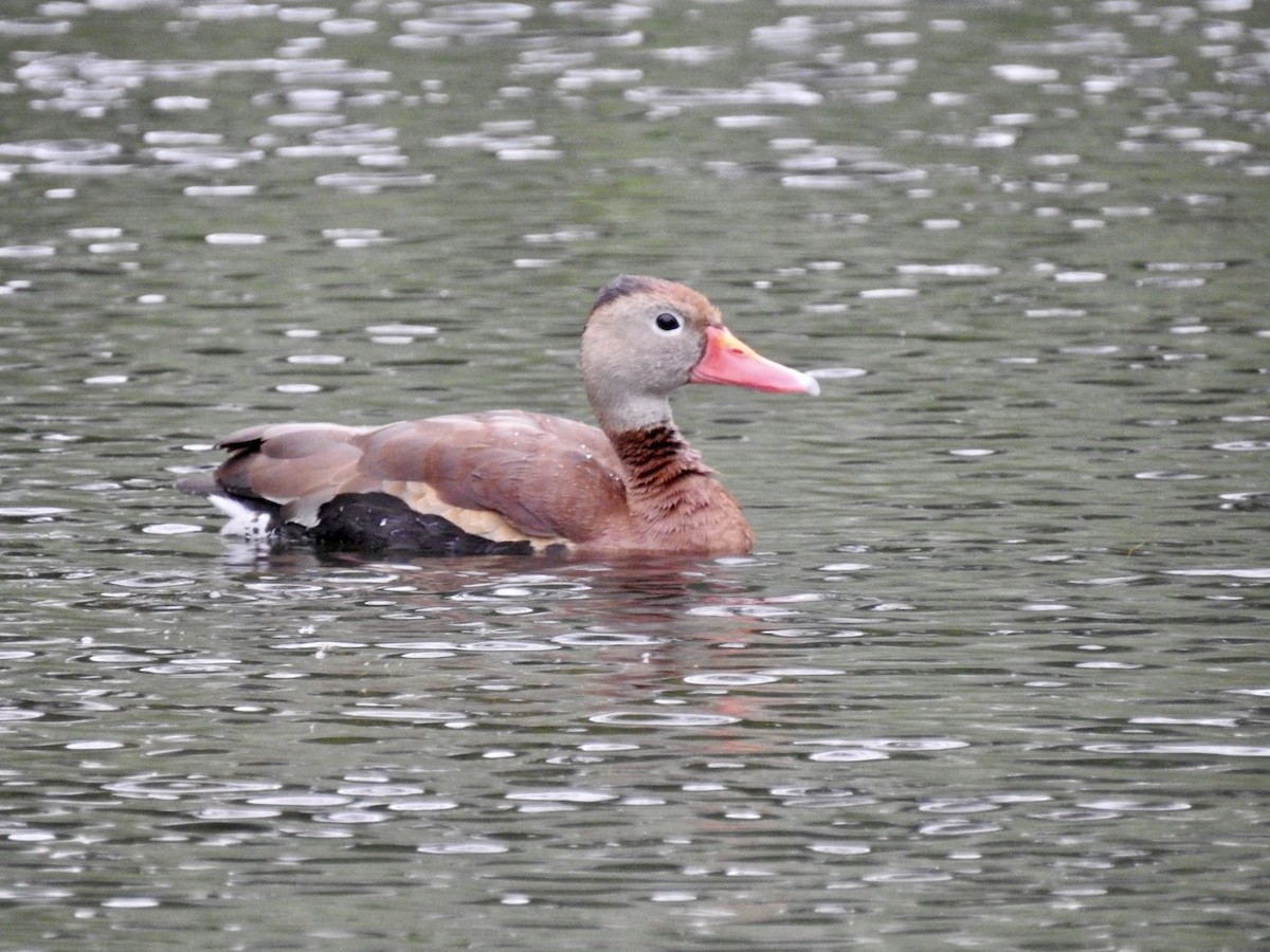 Dendrocygne à ventre noir - ML348860791