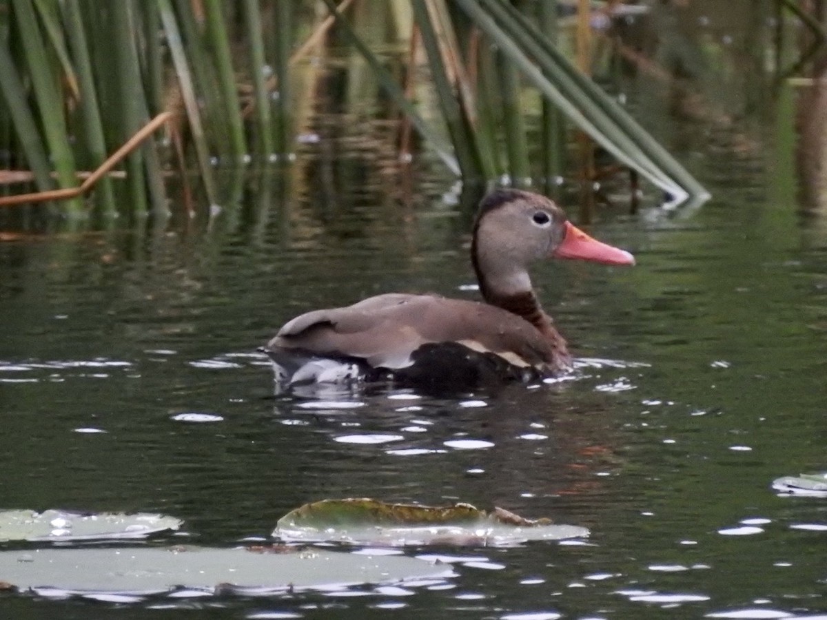 Black-bellied Whistling-Duck - ML348860801