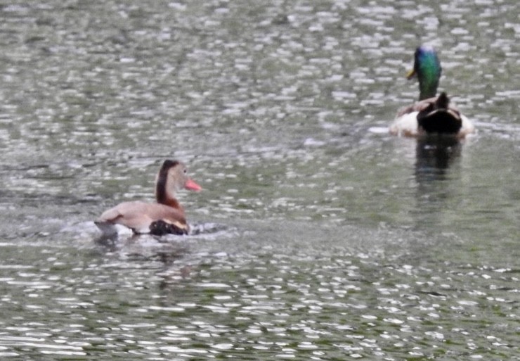 Black-bellied Whistling-Duck - ML348860821