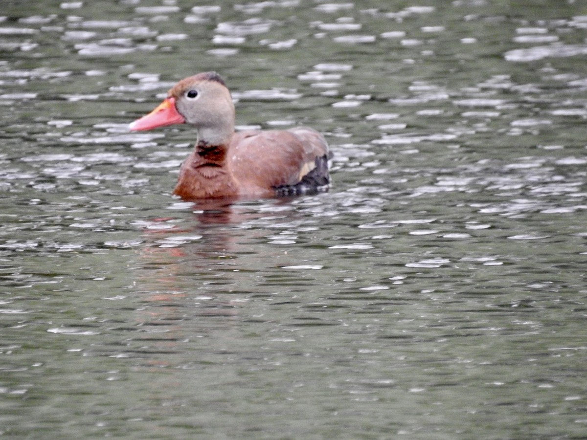 Dendrocygne à ventre noir - ML348860831