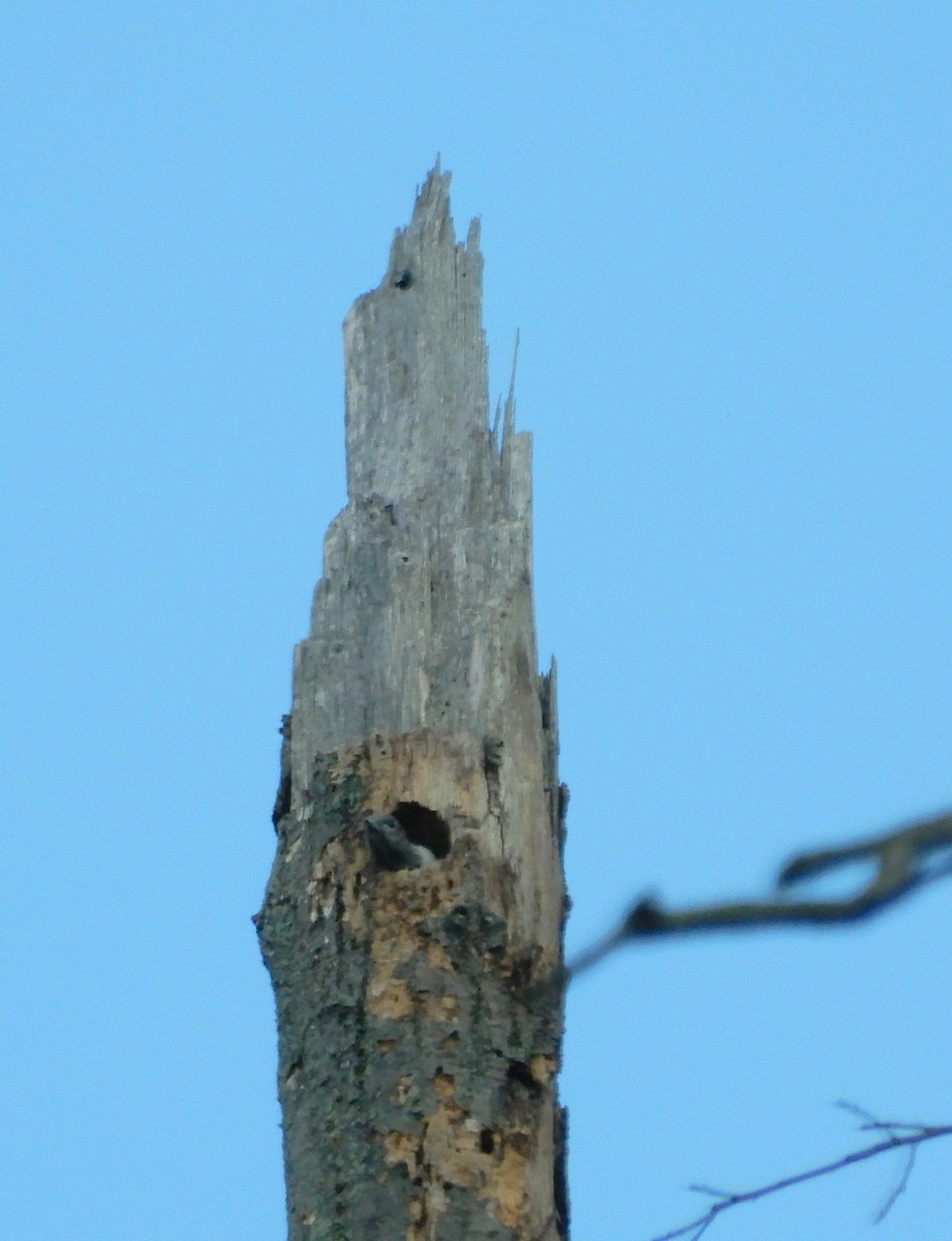 Red-headed Woodpecker - ML348861591