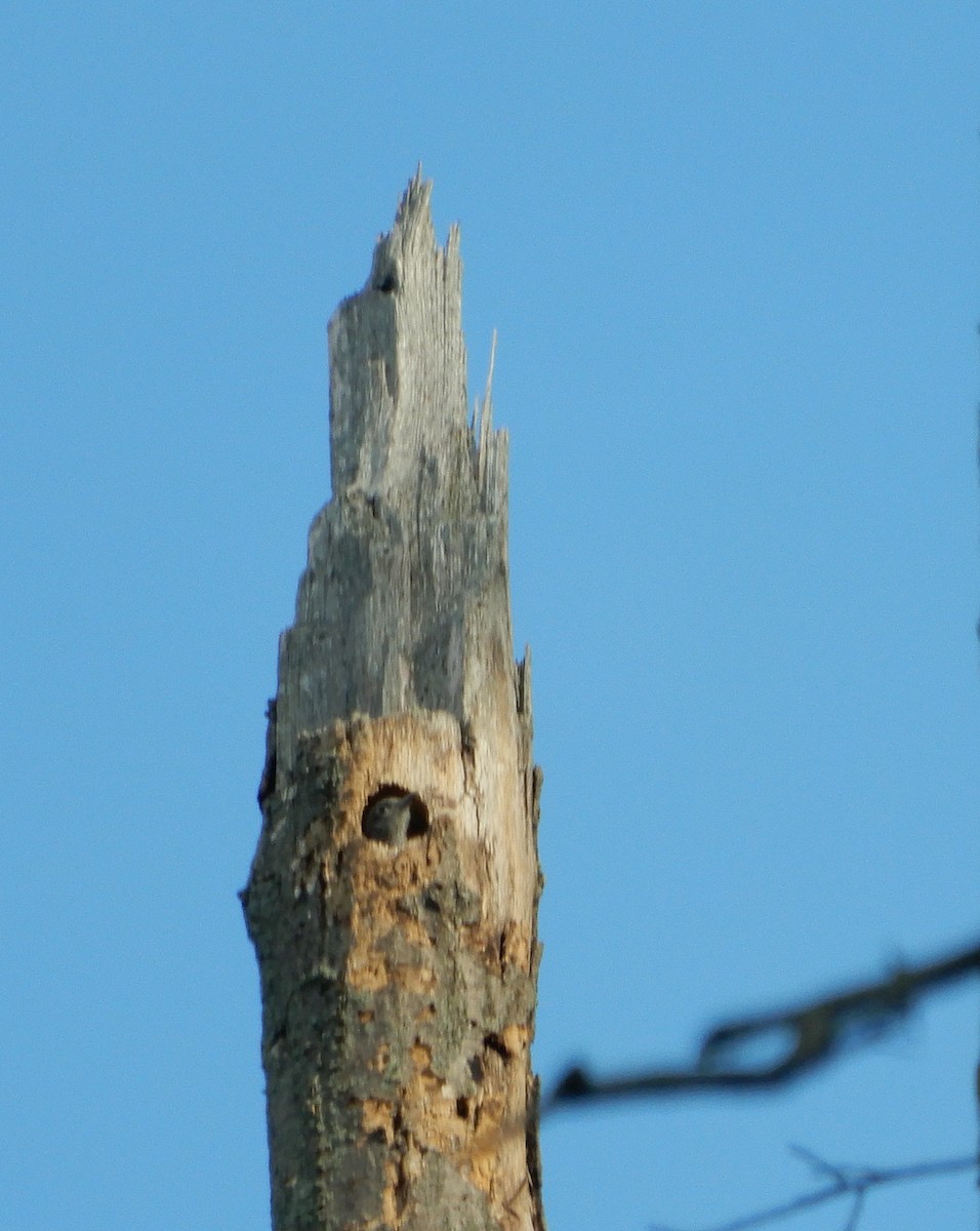 Red-headed Woodpecker - ML348861601