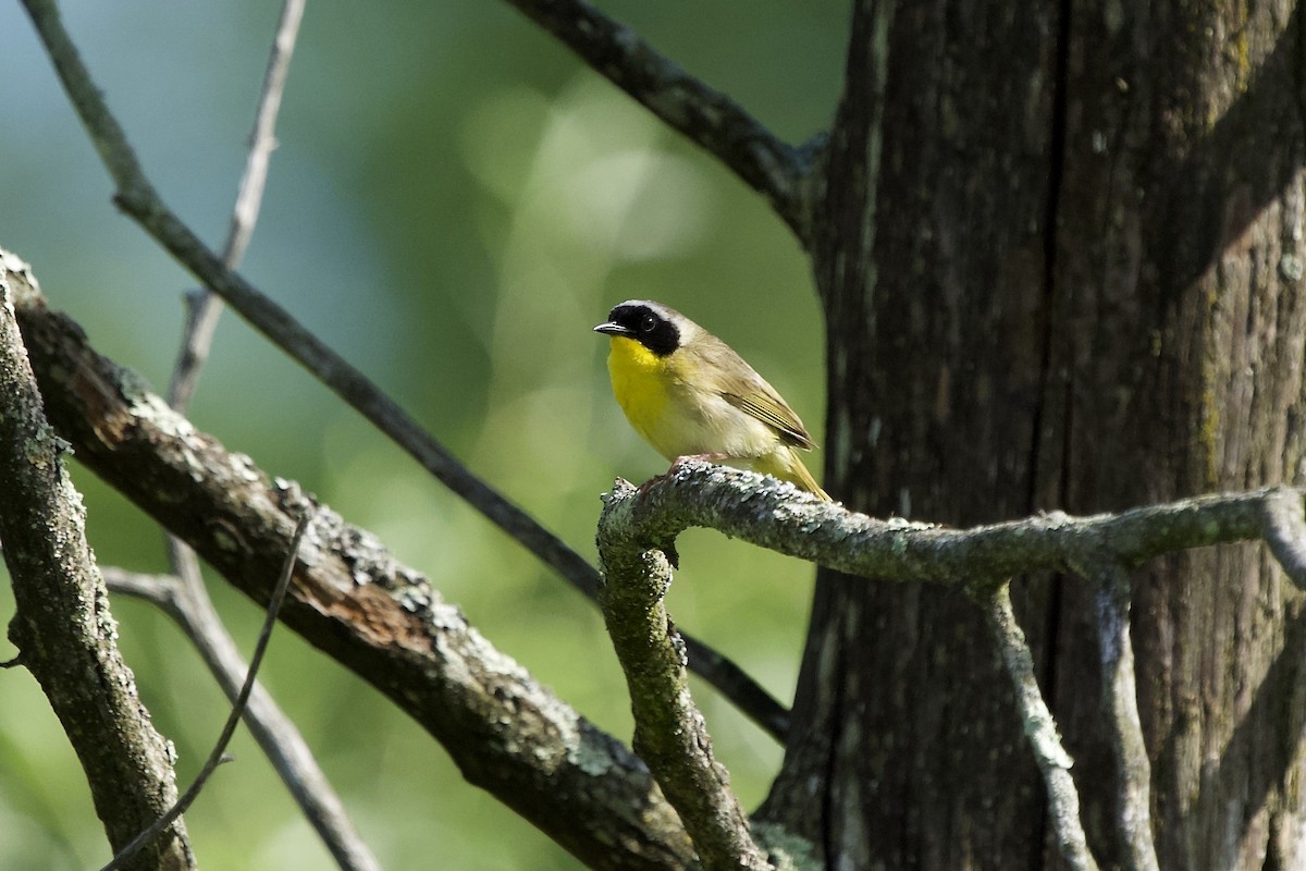 Common Yellowthroat - ML348861721