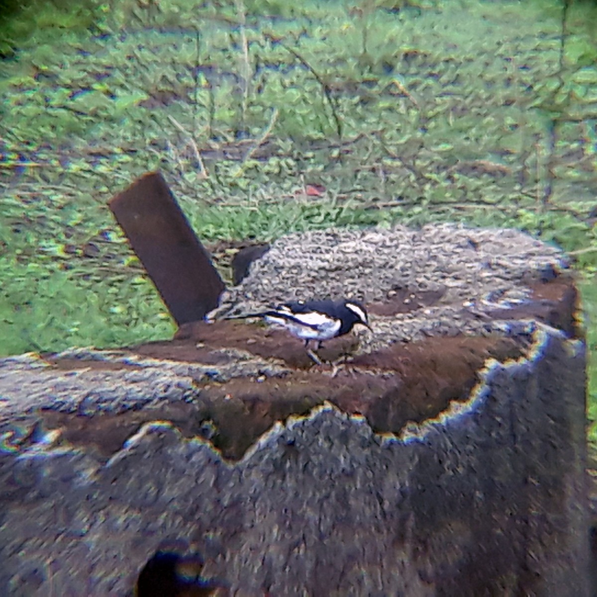 White-browed Wagtail - ML348862411