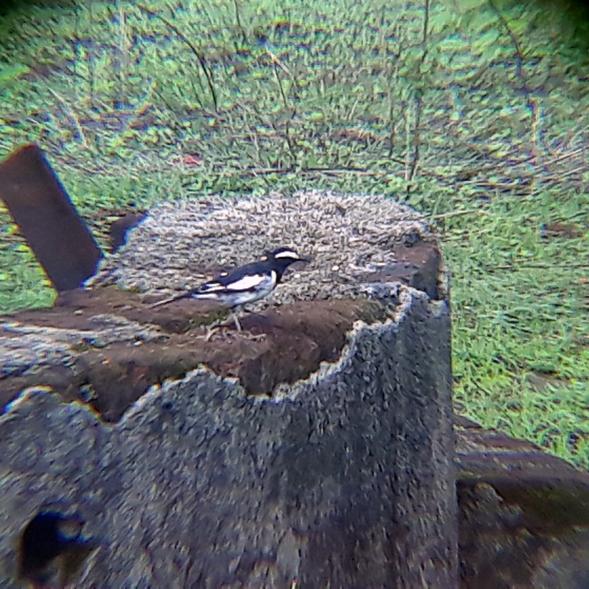 White-browed Wagtail - ML348862461