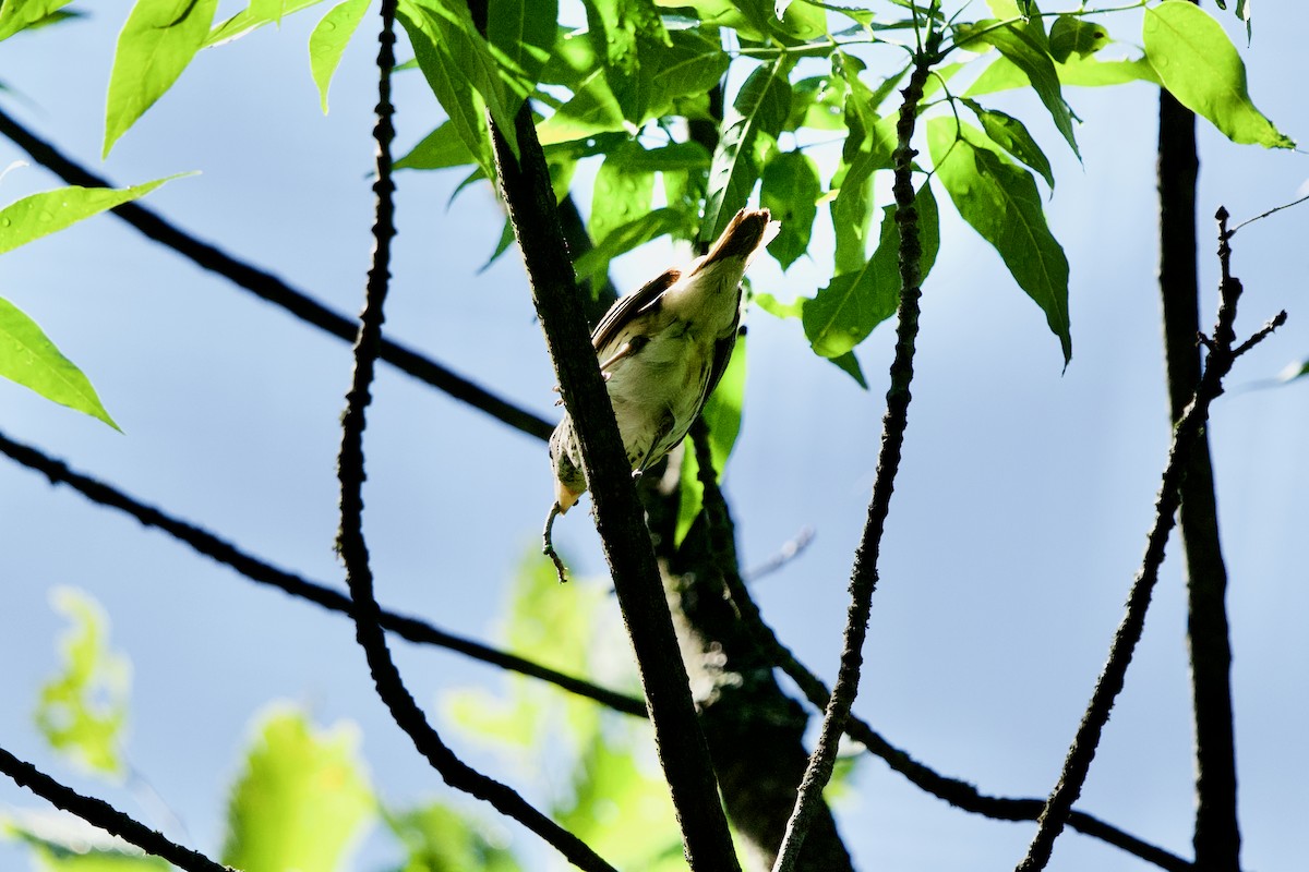 Rose-breasted Grosbeak - Ian Jarvie