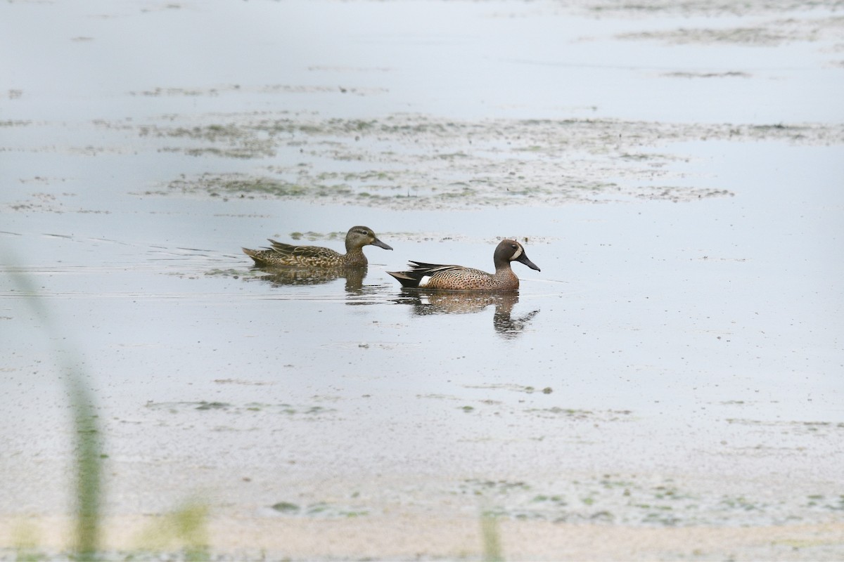 Blue-winged Teal - ML348863281