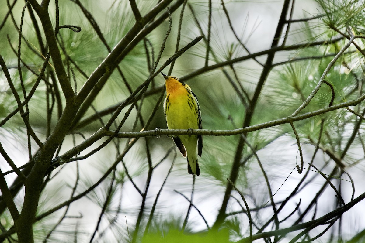 Blackburnian Warbler - ML348863531