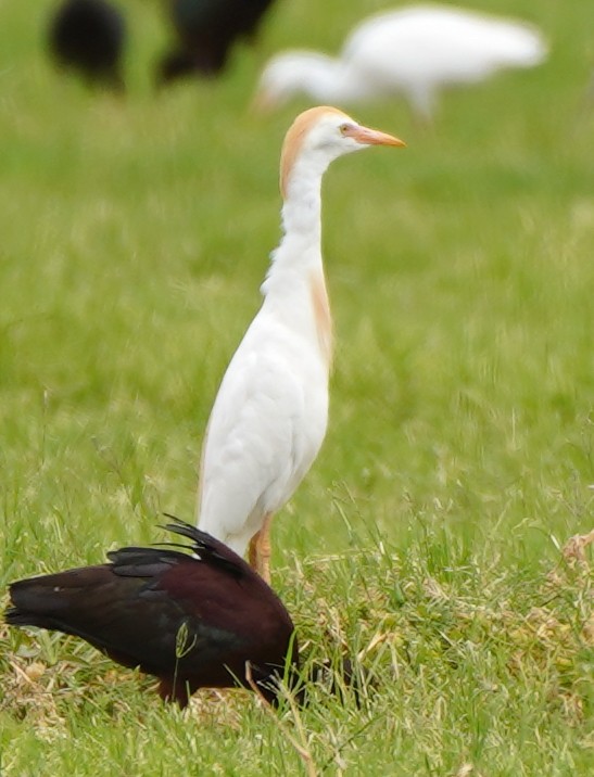 Чапля єгипетська (підвид ibis) - ML348863911