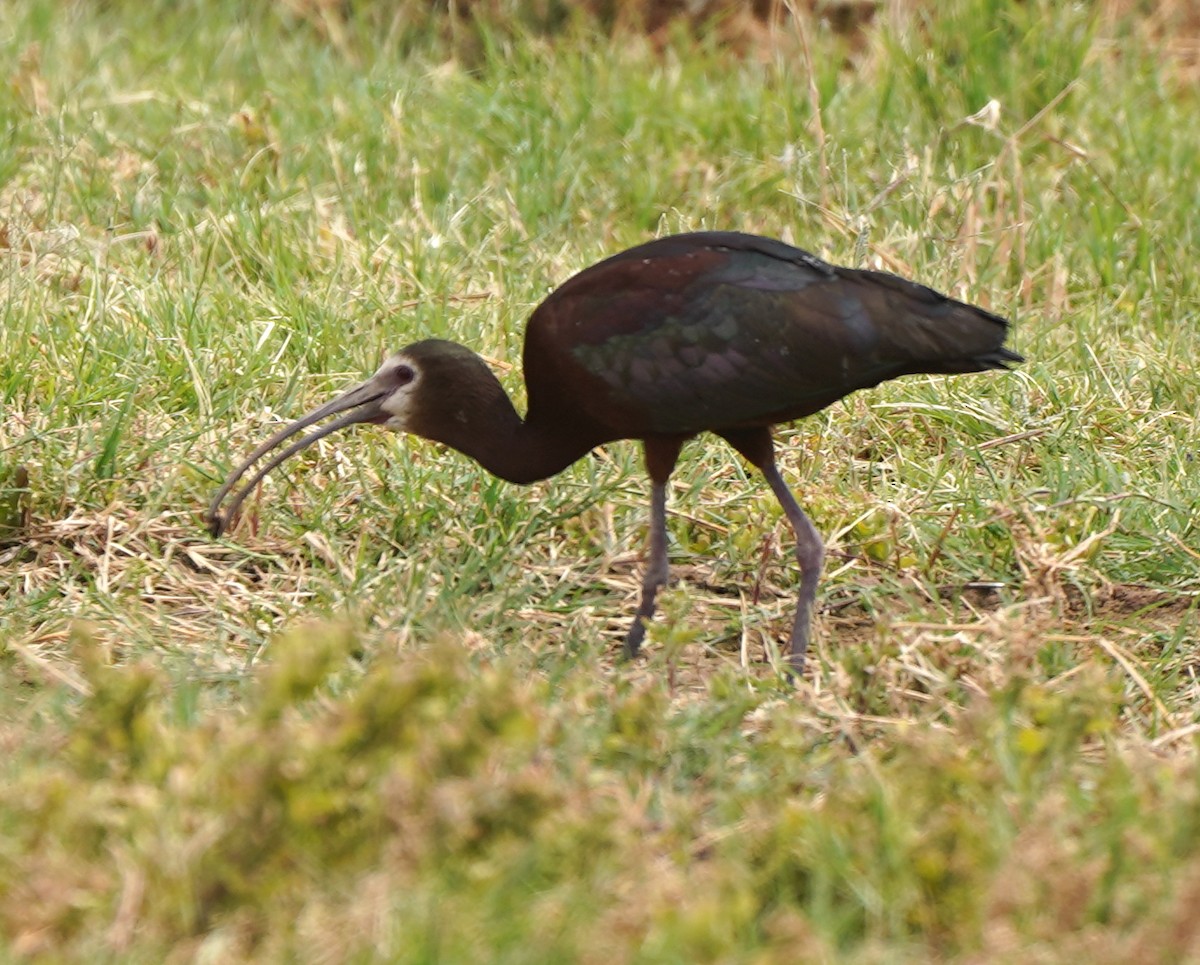 ibis americký - ML348864361