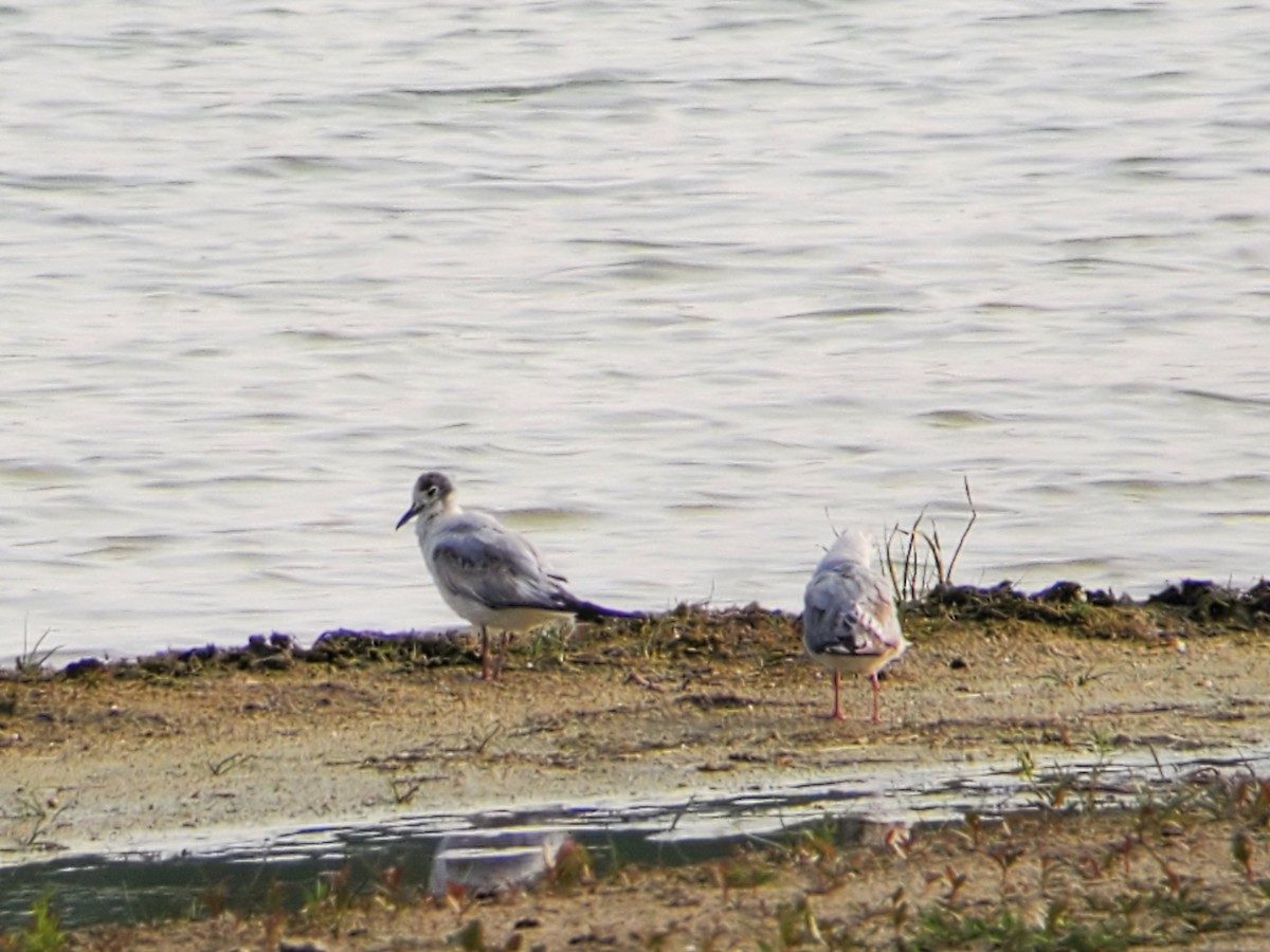 Bonaparte's Gull - Elizabeth McQuaid