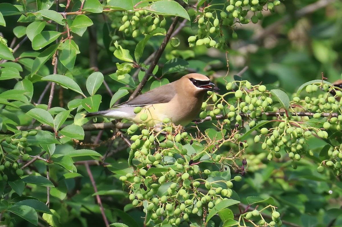 Cedar Waxwing - Suzanne O'Rourke