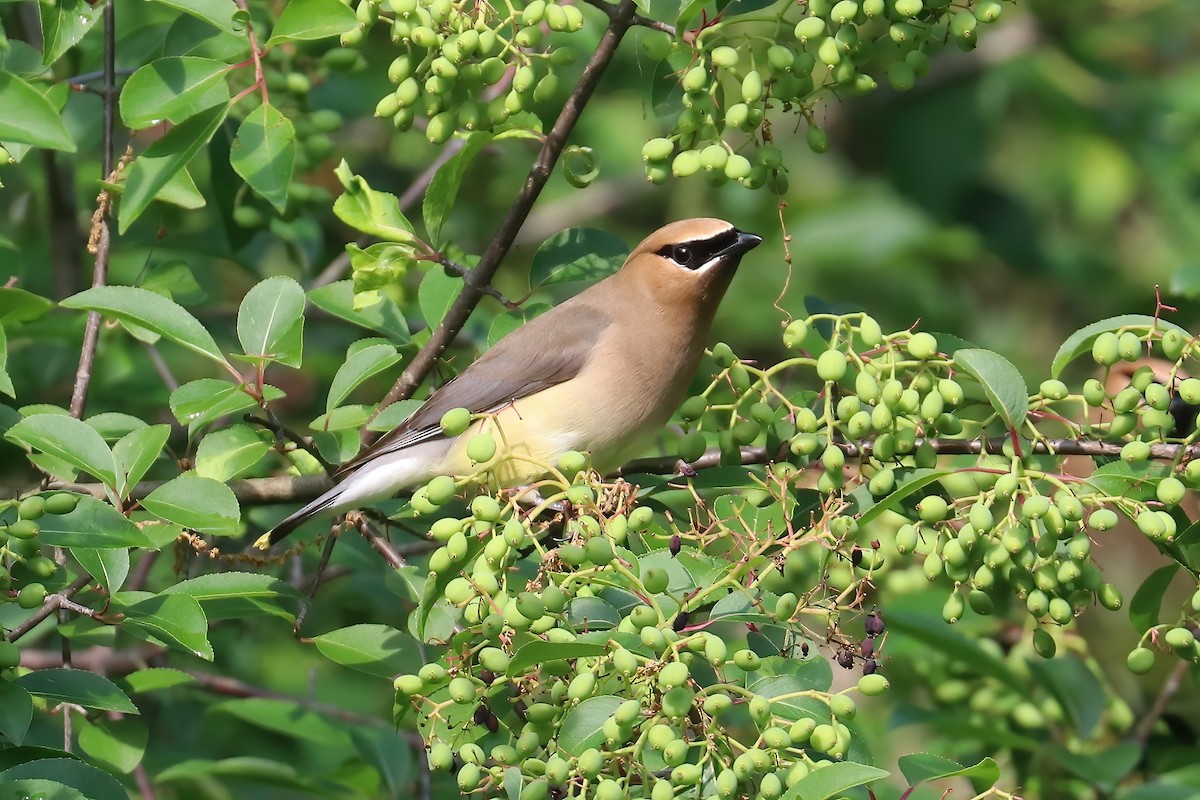 Cedar Waxwing - Suzanne O'Rourke