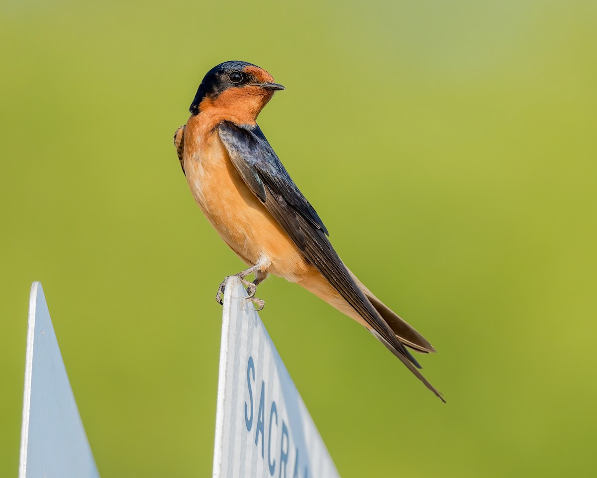 Barn Swallow - Dan Brown