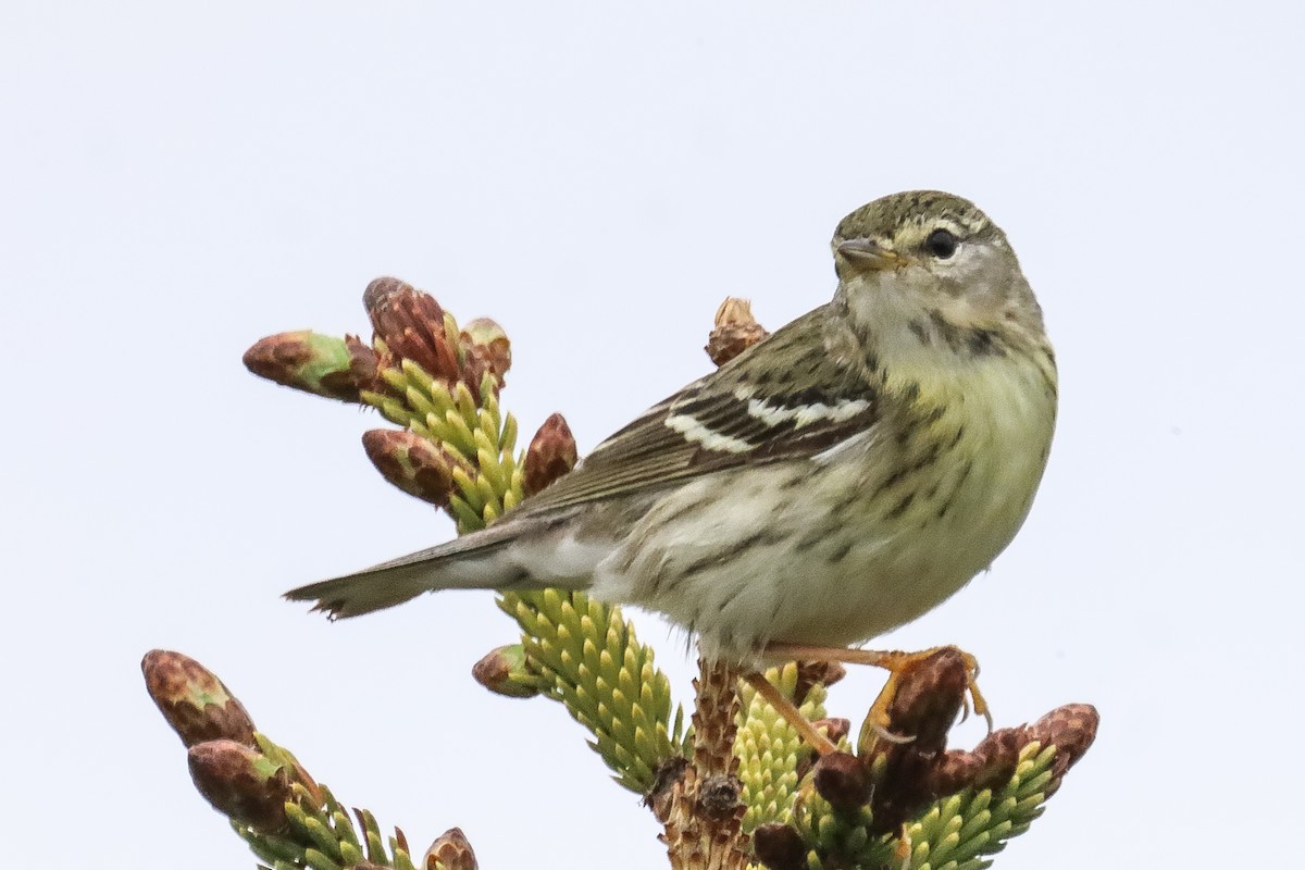 Blackpoll Warbler - Glenn Mitchell