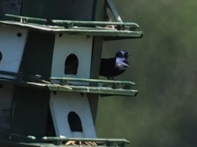 Purple Martin - ML348869161