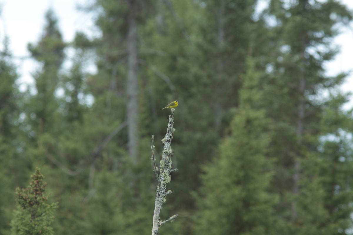 Wilson's Warbler - Real Gauthier