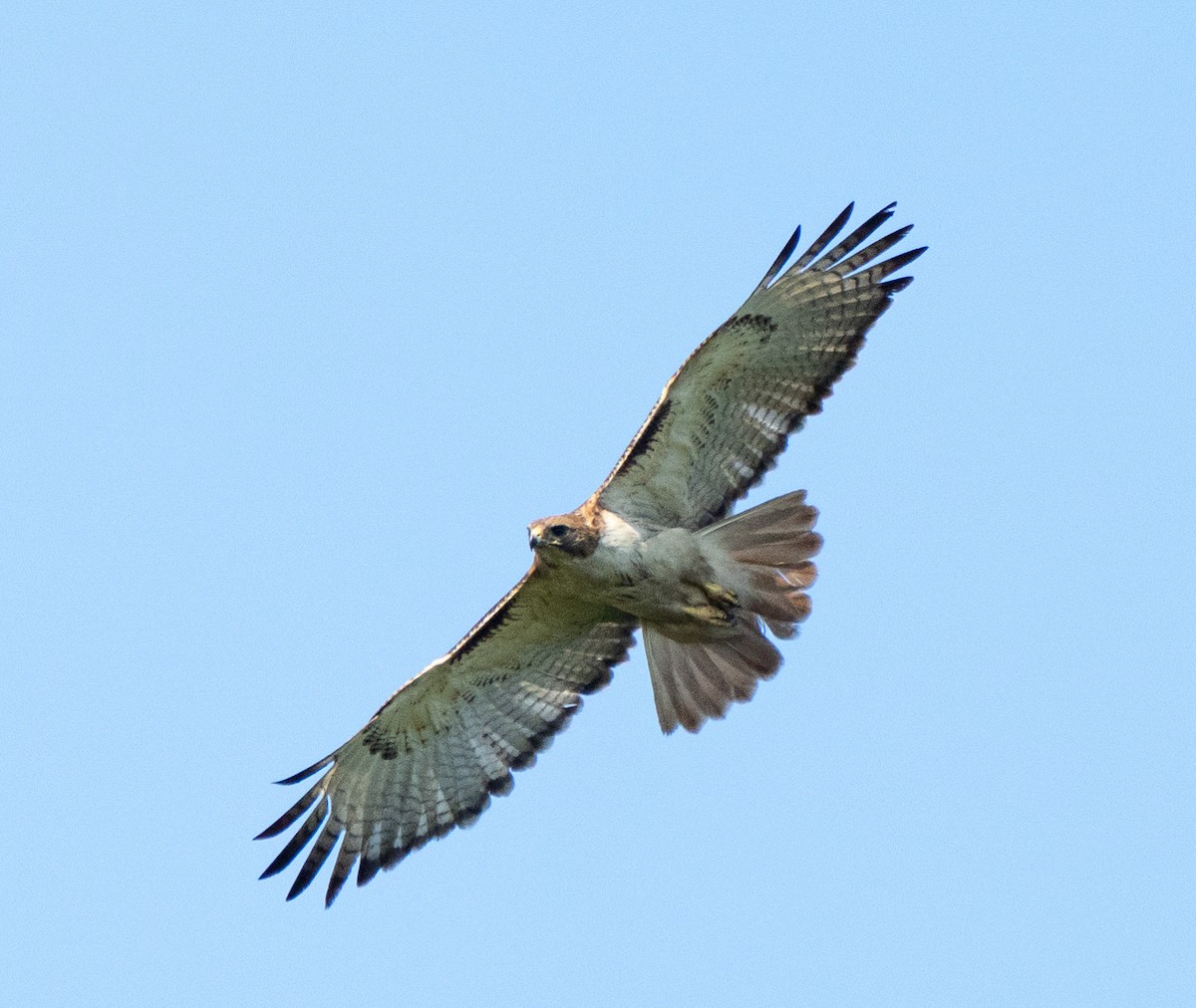 Red-tailed Hawk - Scott Murphy