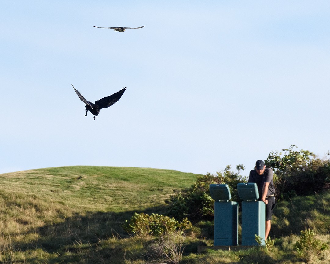 Common Raven - ML34887141