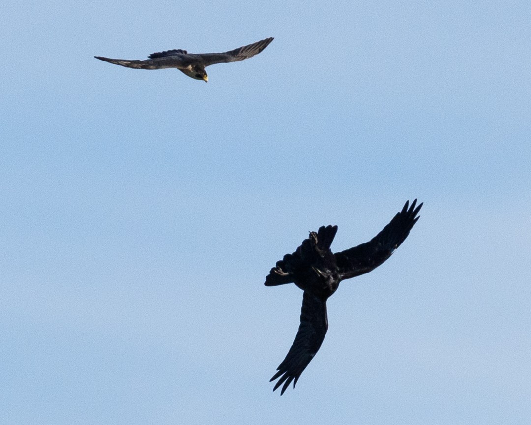 Common Raven - ML34887151