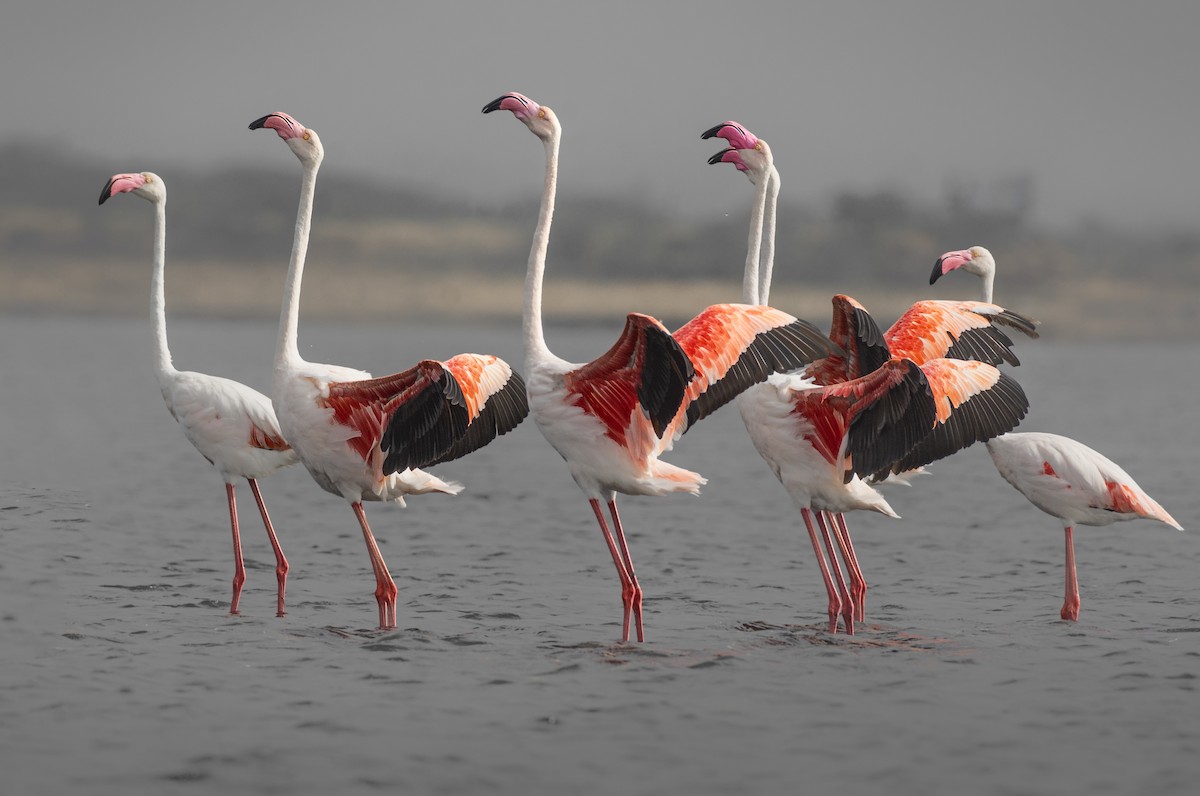 Greater Flamingo - Fareed Mohmed