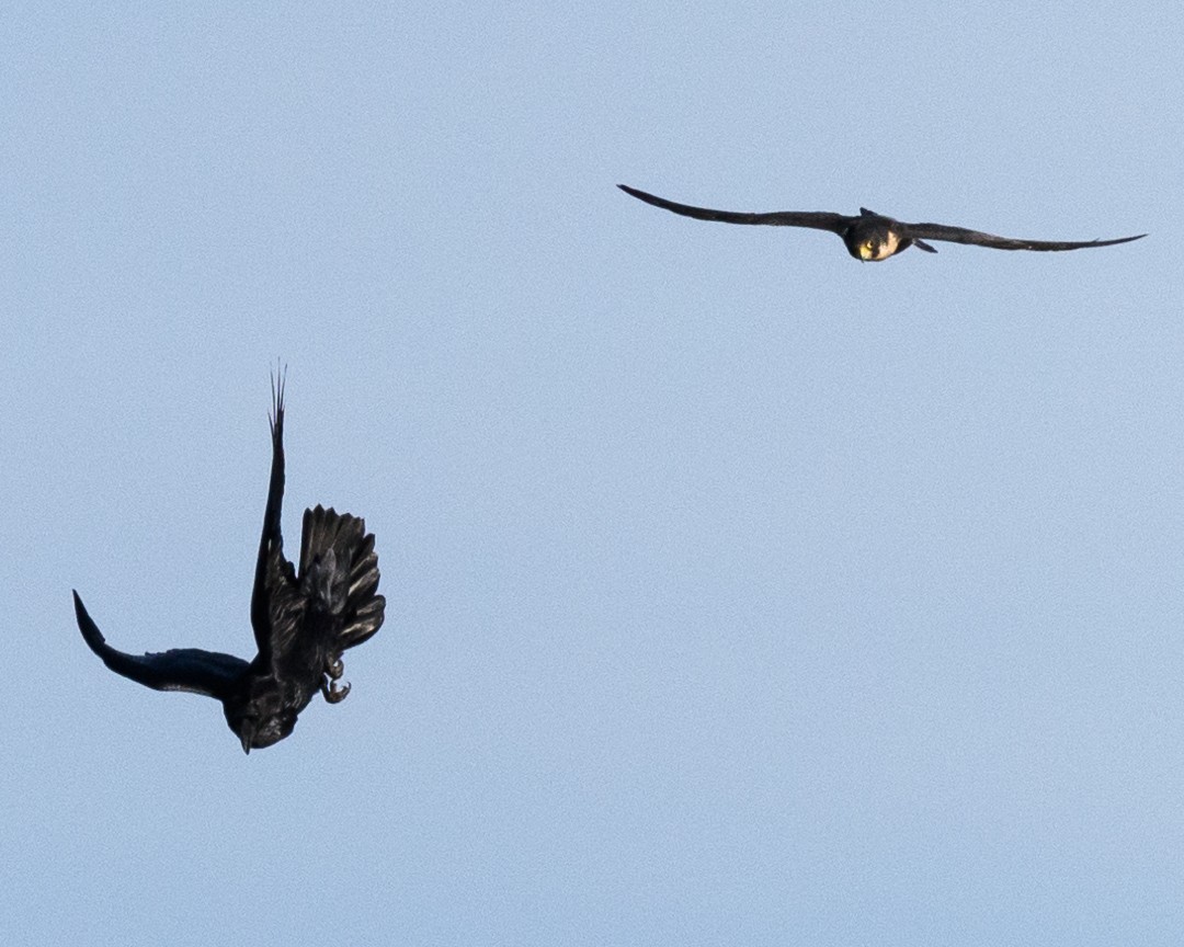 Common Raven - ML34887161