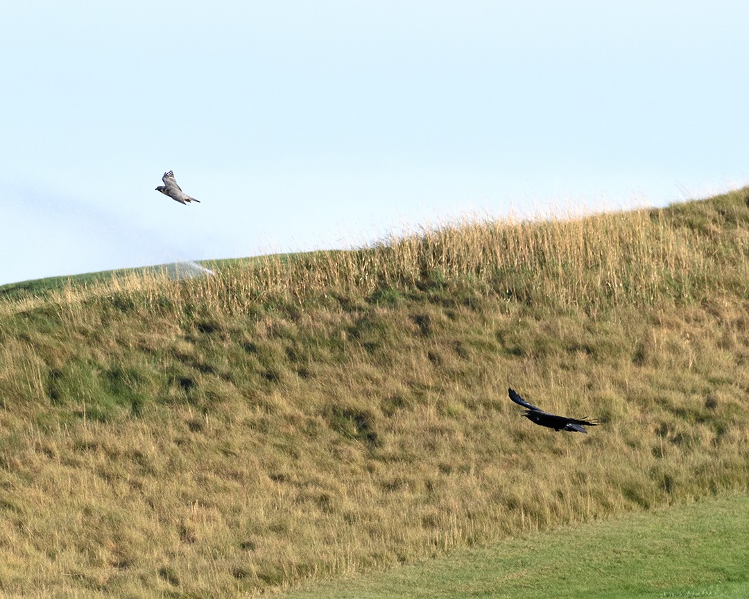 Common Raven - ML34887171