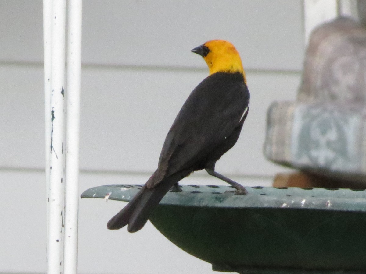 Yellow-headed Blackbird - ML348871861