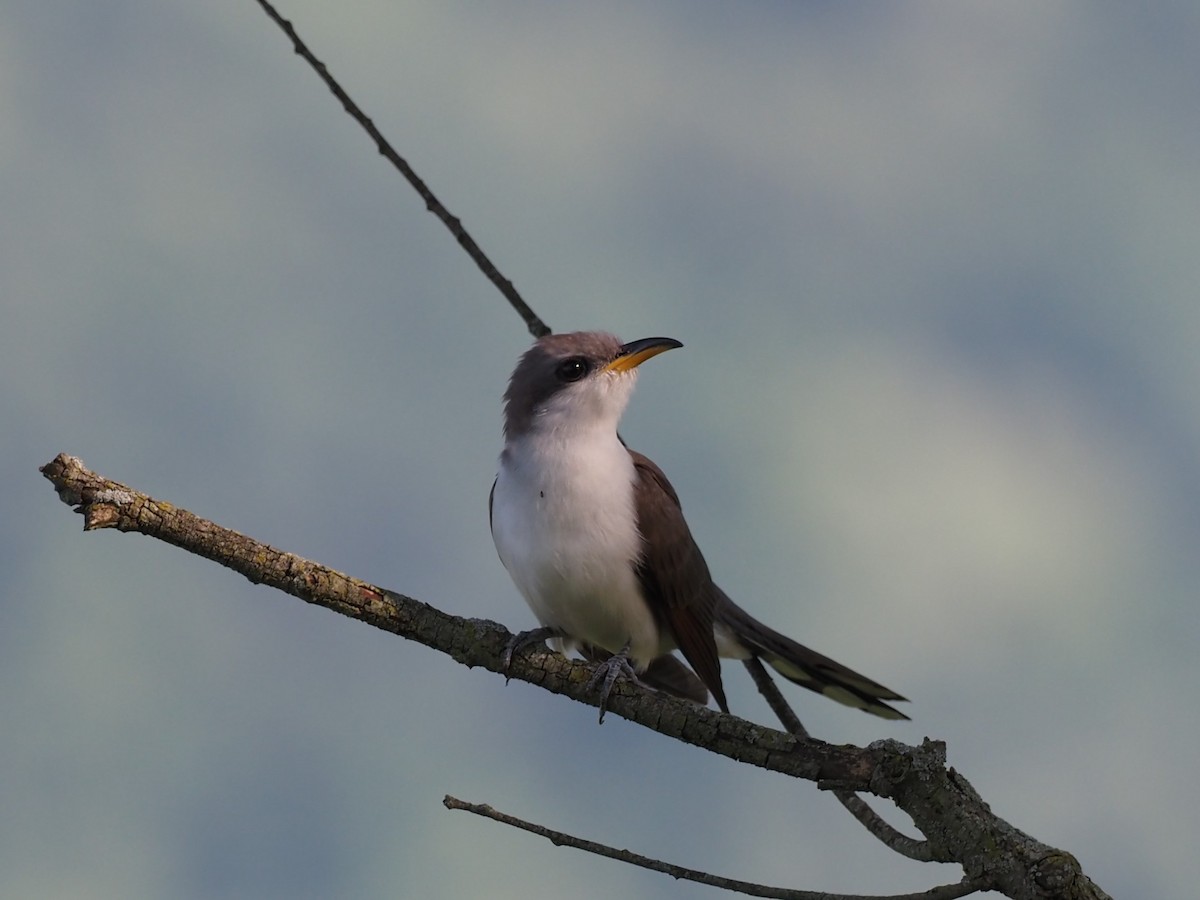 Yellow-billed Cuckoo - ML348872321